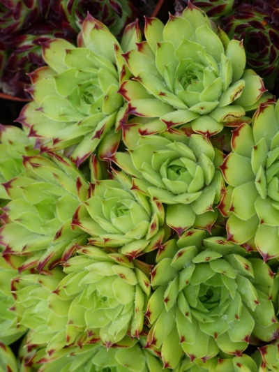 Hoo House Nursery Sempervivum Calcareum Limelight